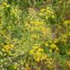 Володушка серповидная семена, Bupleurum falcatum seeds 1