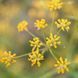 Володушка серповидная семена, Bupleurum falcatum seeds 2