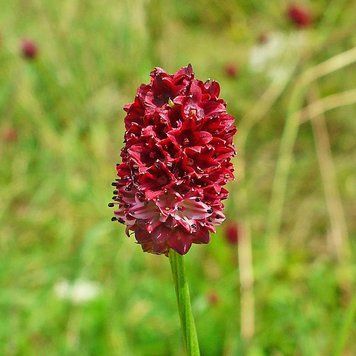 Родовик лікарський рослина, Sanguisorba officinalis