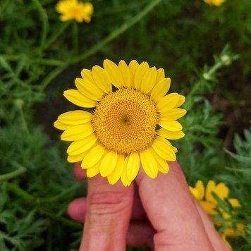 Пупавка красильная семена, Anthemis tinctoria seeds