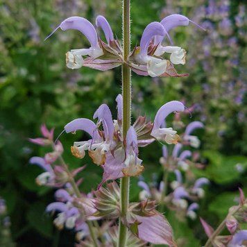 Шалфей мускатный семена, Salvia sclarea seeds