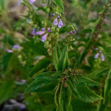 Шлемник виргинский семена, Scutellaria lateriflora seeds