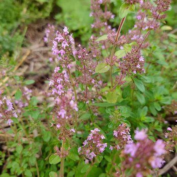 Тимьян ползучий семена, Thymus serpyllum seeds