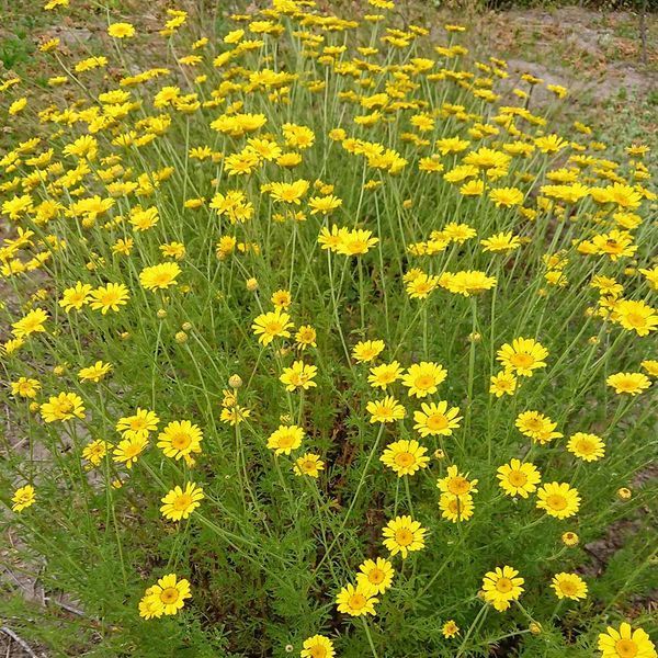 Пупавка фарбувальна насіння, Anthemis tinctoria seeds