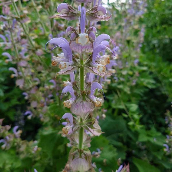 Шавлія мускатна насіння, Salvia sclarea seeds
