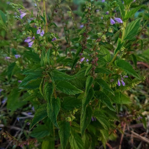 Шоломниця віргінська насіння, Scutellaria lateriflora seeds