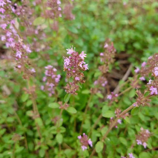 Чебрець повзучий насіння, Thymus serpyllum seeds