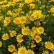 Пупавка фарбувальна насіння, Anthemis tinctoria seeds 2