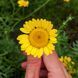 Пупавка фарбувальна насіння, Anthemis tinctoria seeds 1