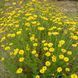 Пупавка фарбувальна насіння, Anthemis tinctoria seeds 3