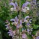 Шавлія мускатна насіння, Salvia sclarea seeds 1