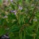 Шоломниця віргінська насіння, Scutellaria lateriflora seeds 1