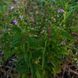 Шоломниця віргінська насіння, Scutellaria lateriflora seeds 2