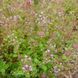 Чебрець повзучий насіння, Thymus serpyllum seeds 3