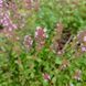 Чебрець повзучий насіння, Thymus serpyllum seeds 2