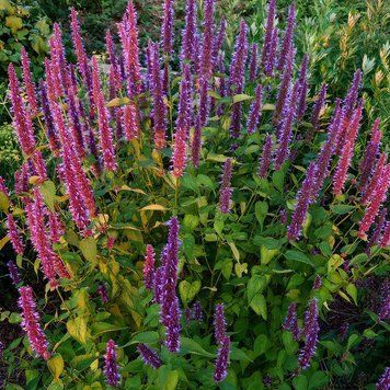 Многоколосник морщинистый &lsquo;Korean Zest&rsquo; растение, Agastache rugosa &lsquo;Korean Zest&rsquo;
