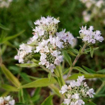 Пікнантемум волосистий рослина, Pycnanthemum pilosum