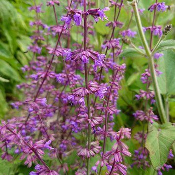 Шалфей иудейский семена, Salvia judaica seeds