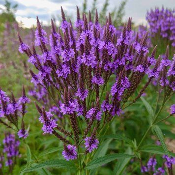 Вербена копьевидная семена, Verbena hastata seeds