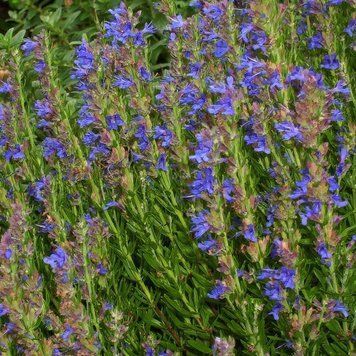 Гісоп лікарський арістатус насіння, Hyssopus officinalis ssp. aristatus seeds