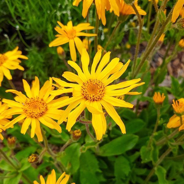 Арника горная растение, Arnica montana