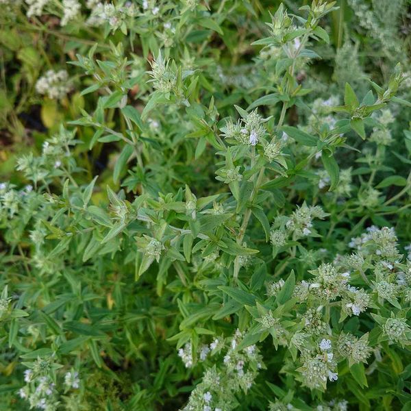 Пікнантемум волосистий рослина, Pycnanthemum pilosum