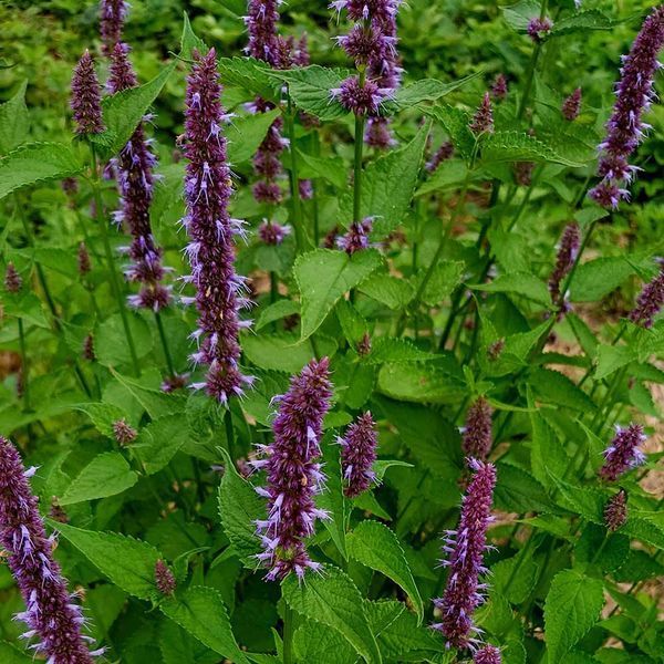 Багатоколосник зморшкуватий &lsquo;Korean Zest&rsquo; рослина, Agastache rugosa &lsquo;Korean Zest&rsquo;