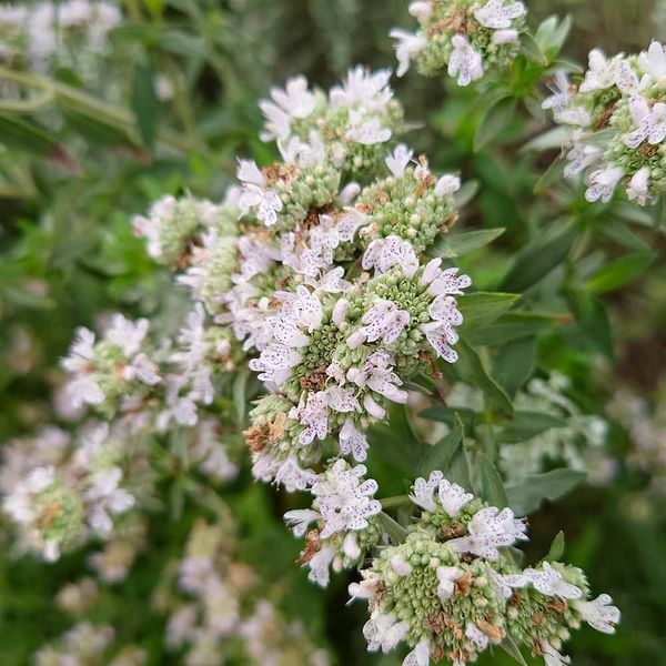 Пікнантемум волосистий рослина, Pycnanthemum pilosum