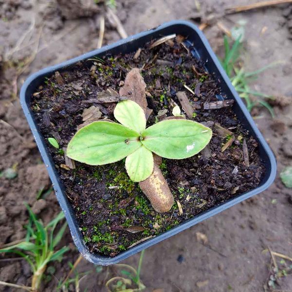 Арника горная растение, Arnica montana