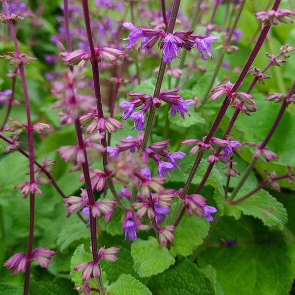 Шалфей иудейский семена, Salvia judaica seeds