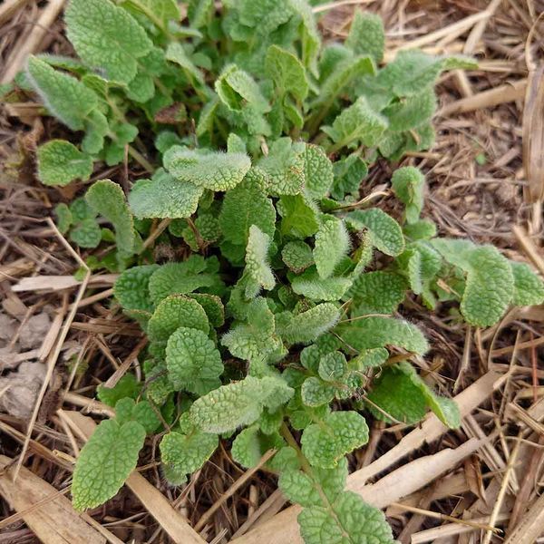 Шалфей иудейский семена, Salvia judaica seeds