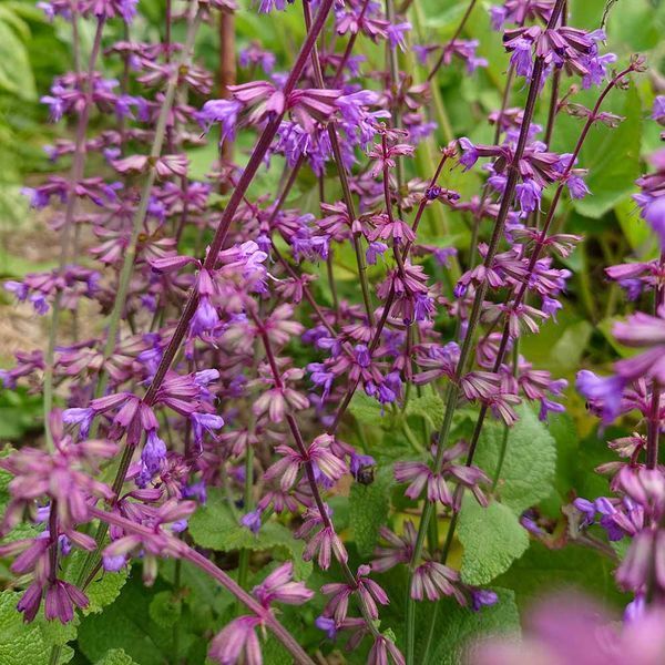 Шалфей иудейский семена, Salvia judaica seeds