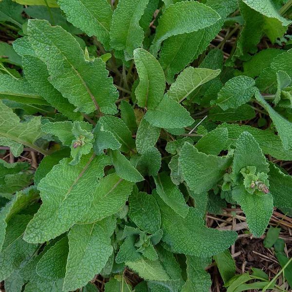 Шалфей иудейский семена, Salvia judaica seeds