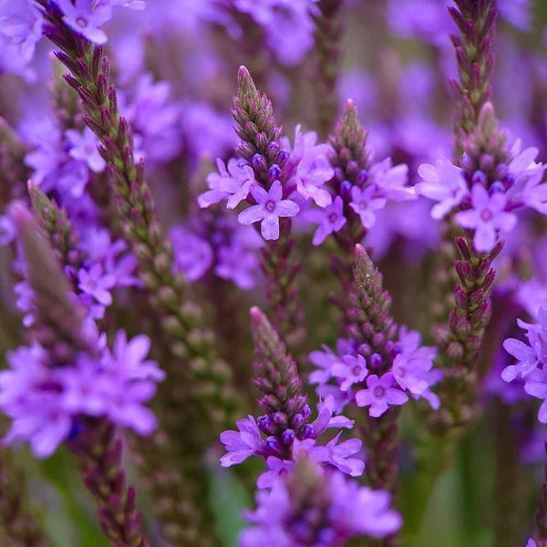 Вербена копьевидная семена, Verbena hastata seeds