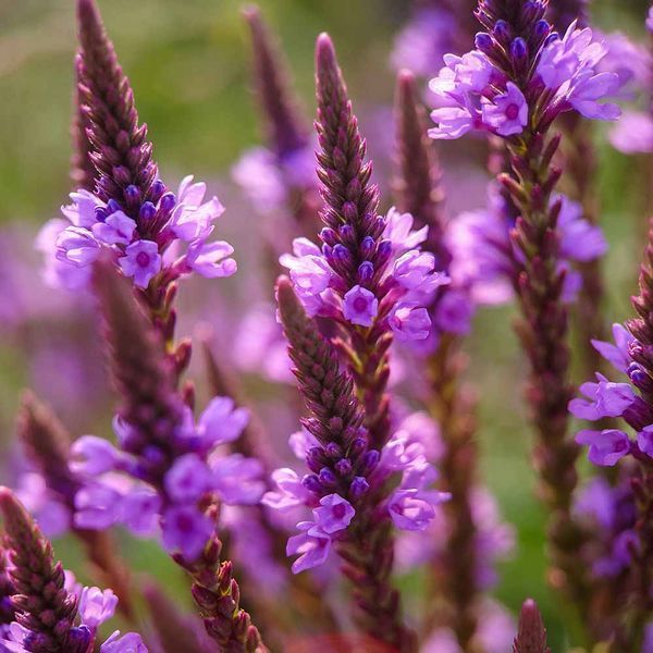 Вербена копьевидная семена, Verbena hastata seeds
