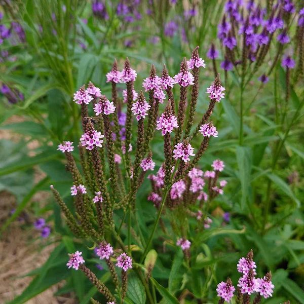 Вербена копьевидная семена, Verbena hastata seeds