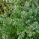 Пікнантемум волосистий рослина, Pycnanthemum pilosum 4