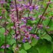 Шалфей иудейский семена, Salvia judaica seeds 4