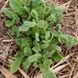 Шалфей иудейский семена, Salvia judaica seeds 5