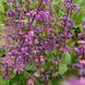 Шалфей иудейский семена, Salvia judaica seeds 2