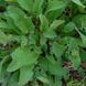 Шалфей иудейский семена, Salvia judaica seeds 3