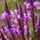 Вербена копьевидная семена, Verbena hastata seeds 3
