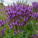 Вербена копьевидная семена, Verbena hastata seeds 1