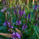 Вербена копьевидная семена, Verbena hastata seeds 4
