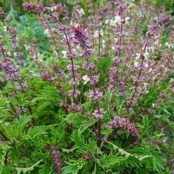 Базилік запашний Занзібар насіння, Ocimum basilicum 'Zanzibar' seeds
