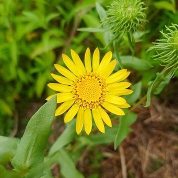 Гринделия мощная семена, Grindelia robusta seeds
