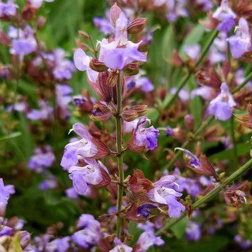 Шалфей лекарственный семена, Salvia officinalis seeds