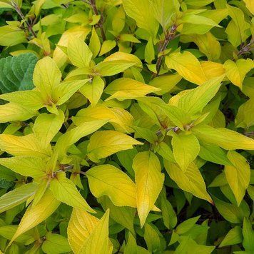 Шалфей яблочный растение, Salvia rutilans &bdquo;Golden Delicious&reg;&ldquo;
