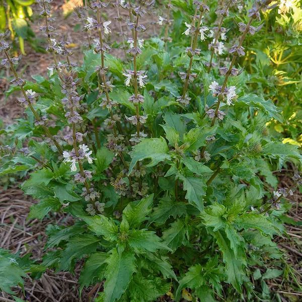 Базилік запашний Занзібар насіння, Ocimum basilicum 'Zanzibar' seeds