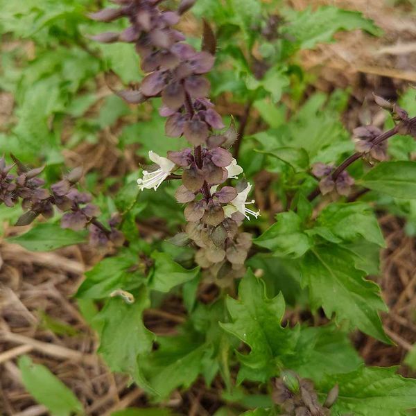 Базилік запашний Занзібар насіння, Ocimum basilicum 'Zanzibar' seeds